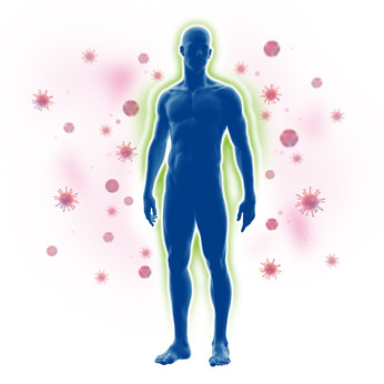 Die leber ist ein keilförmiges organ und befindet sich zum größten teil im rechten oberbauch. Das menschliche Immunsystem | Organe.de