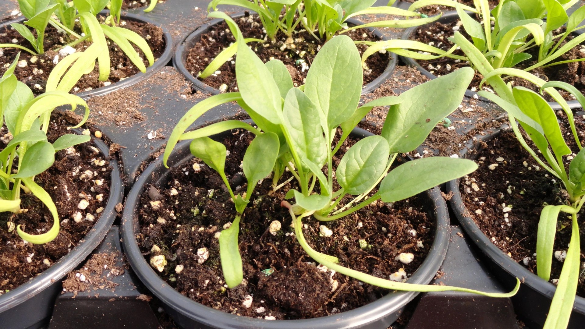 Grow Spinach, growing spinach, growing spinach in pots, Palak, spinach seeds, harvesting spinach, potting mix, home gardening, winter vegetables, organic greens, sow seeds, container gardening.