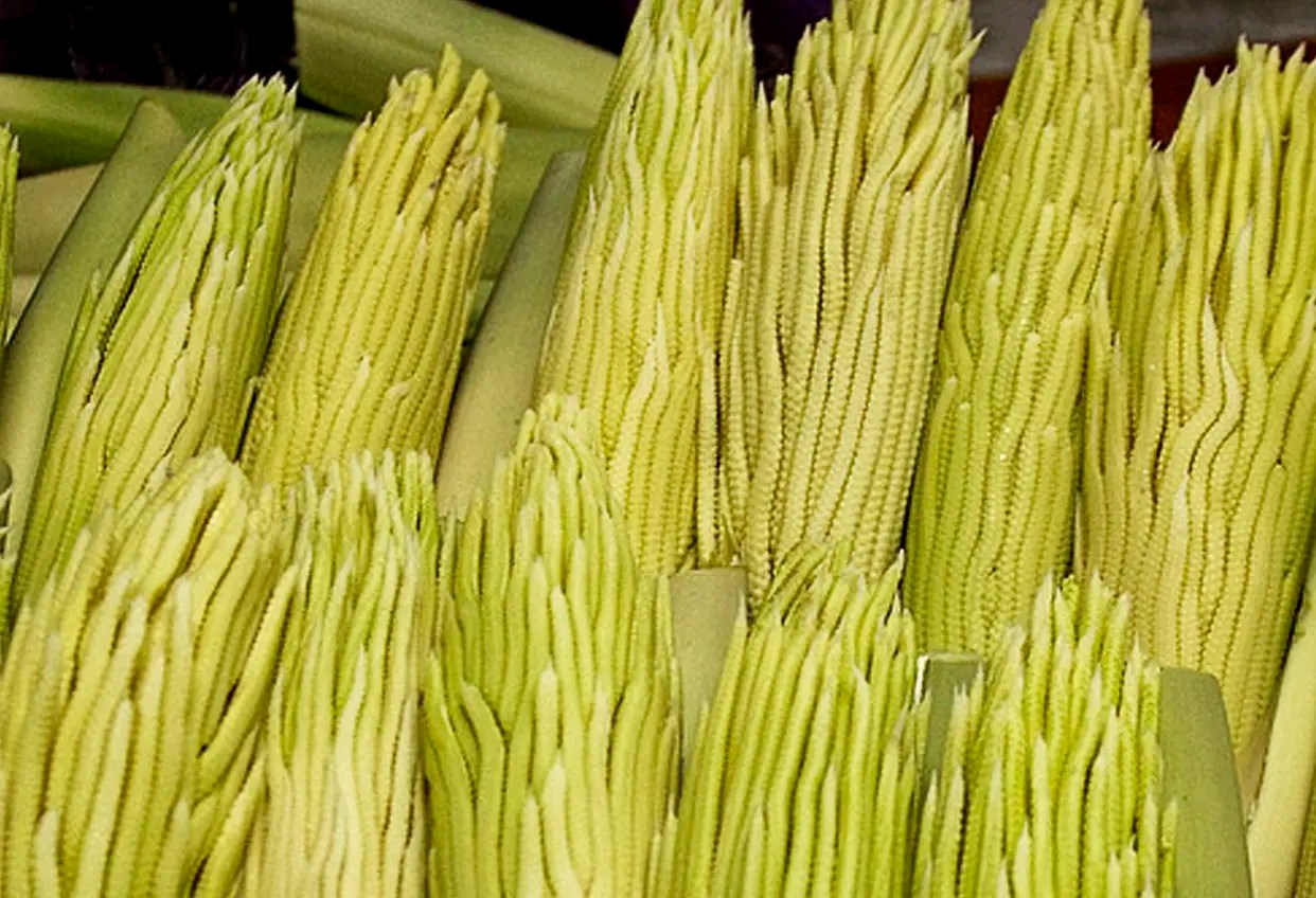 Pacaya