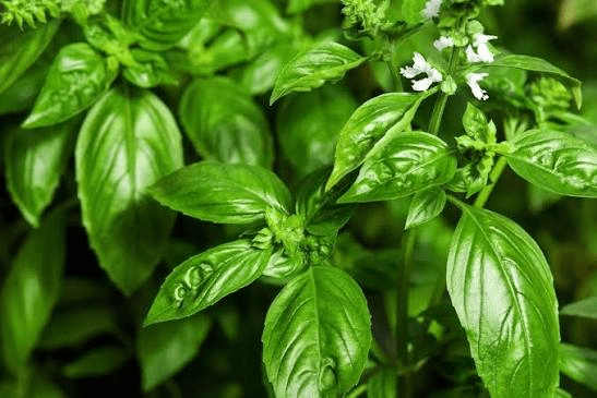 ALBAHACA