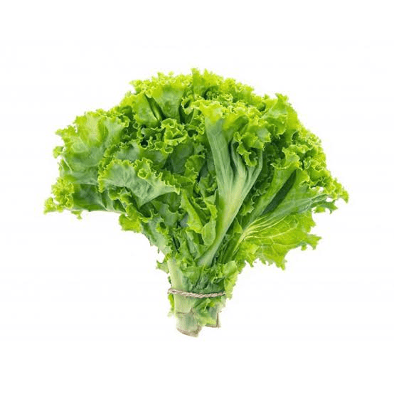 LECHUGA AMERICANA ORGANICA