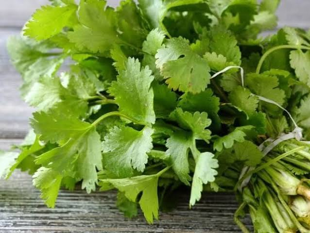 CULANTRO ORGANICO