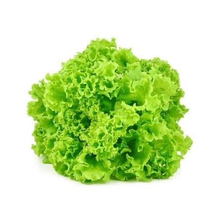 LECHUGA FREZEE ORGANICA