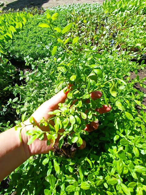 MENTA