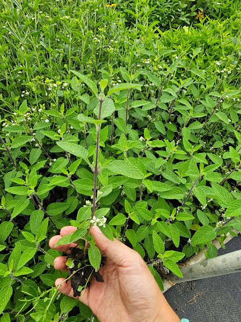 OREGANO