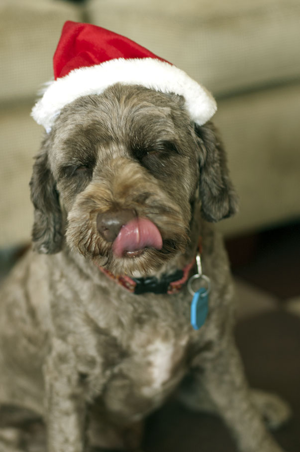 dog biscuits thermomix