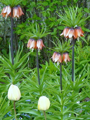 Hazel Belibis Deskripsi Kecil Belibis Kecil Fritillaria