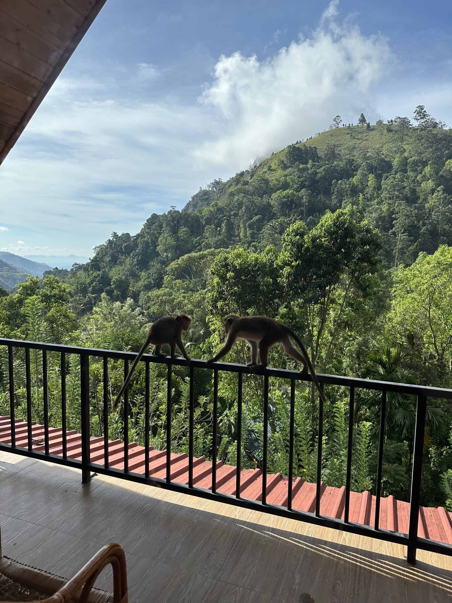 Ella, Sri Lanka: Where to Stay With the Best View