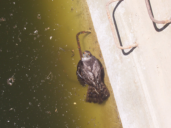 Azor atrapado (Fuente: serbal-almeria.com)