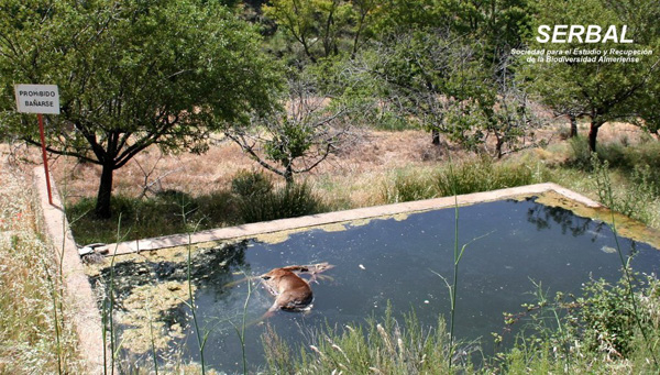 Ciervo ahogado (Fuente: serbal-almeria.com)