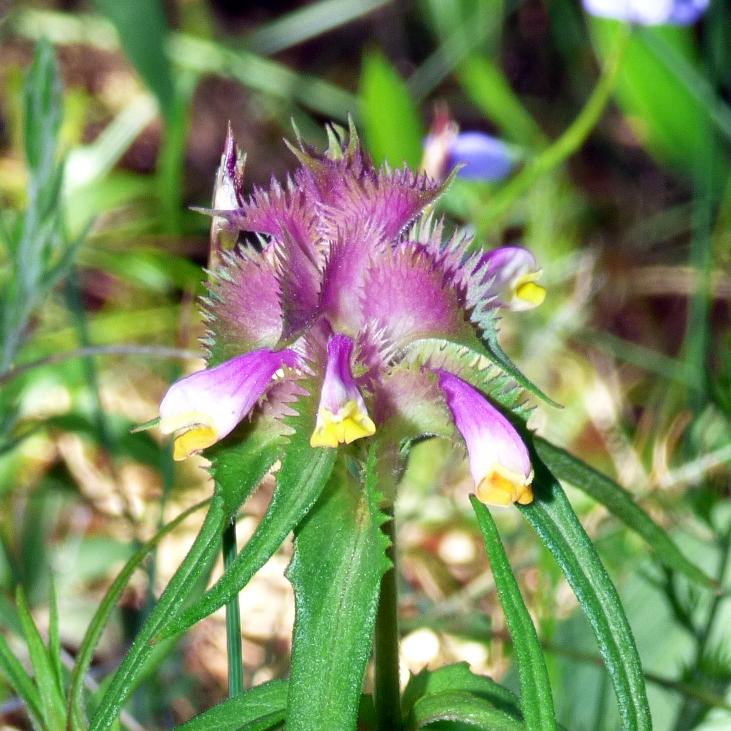 Melampyrum cristatum (Santi Mañosa)