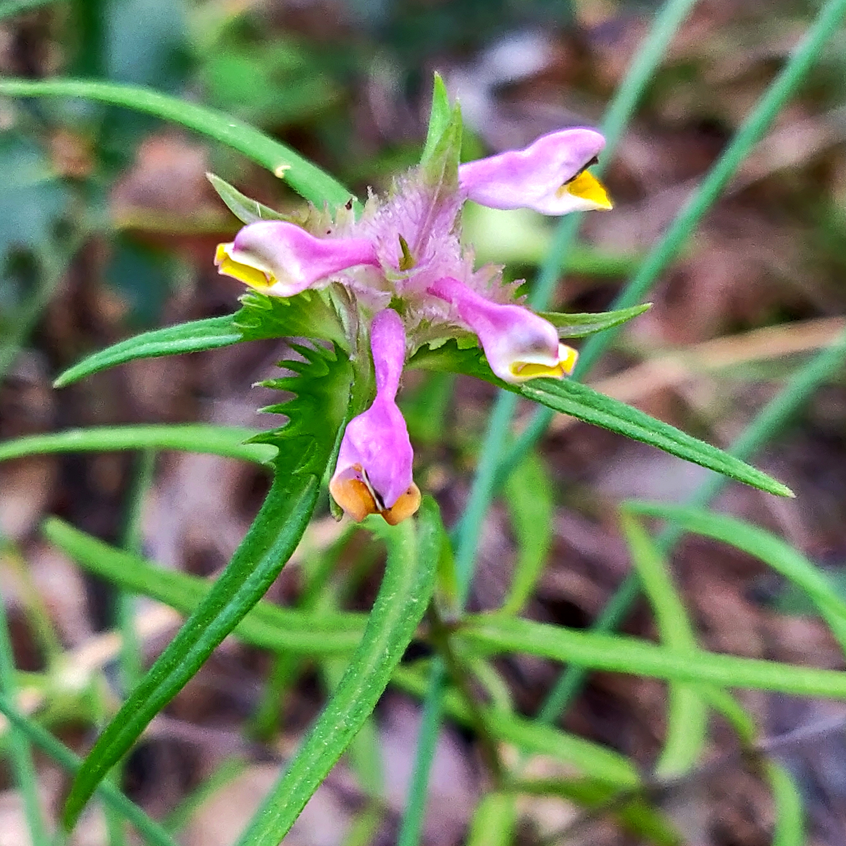 Melampyrum cristatum (Júlia Alcaraz)