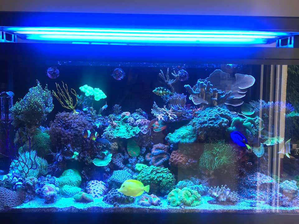 Diy 200w Led Grow Light 8 Band Full Spectrum Led Grow Chip Easy Assemble Most High Efficiency Led Grow Light Led Grow Lights Led Heat Sink Led Kit Alot of fans in your canopy will help though.