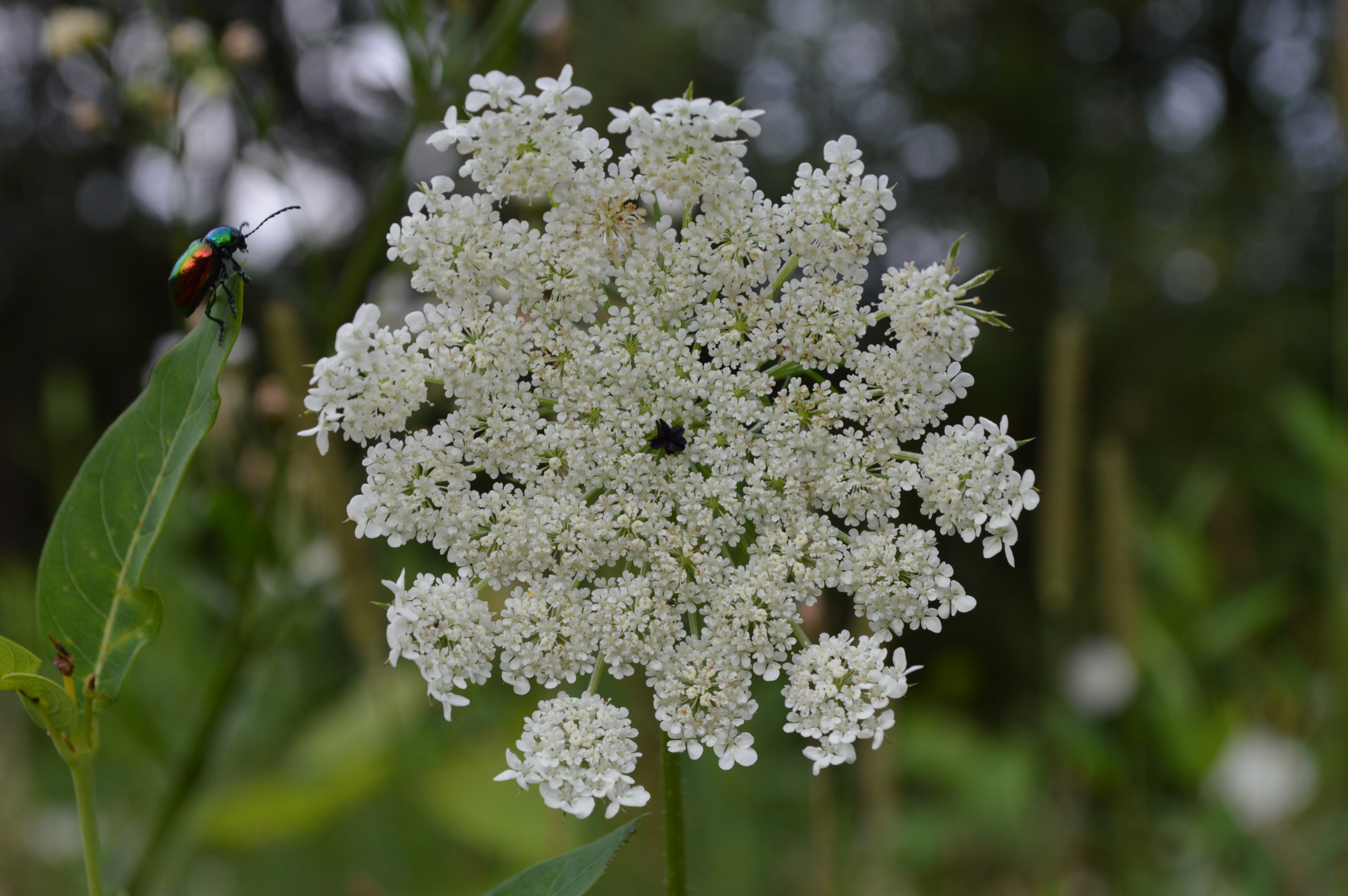 2013: Queen anne's lace