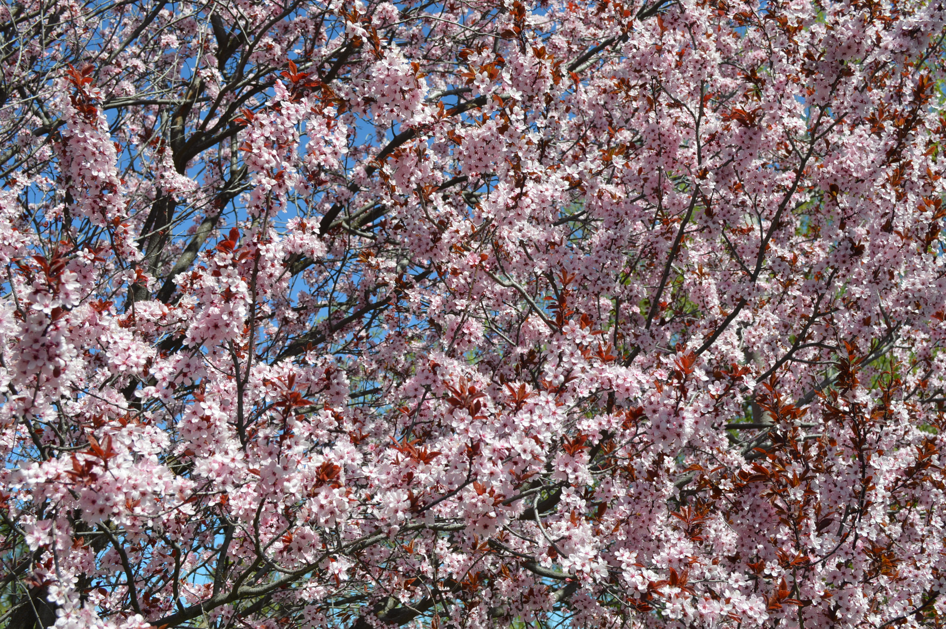 2014: Blooming dogwood