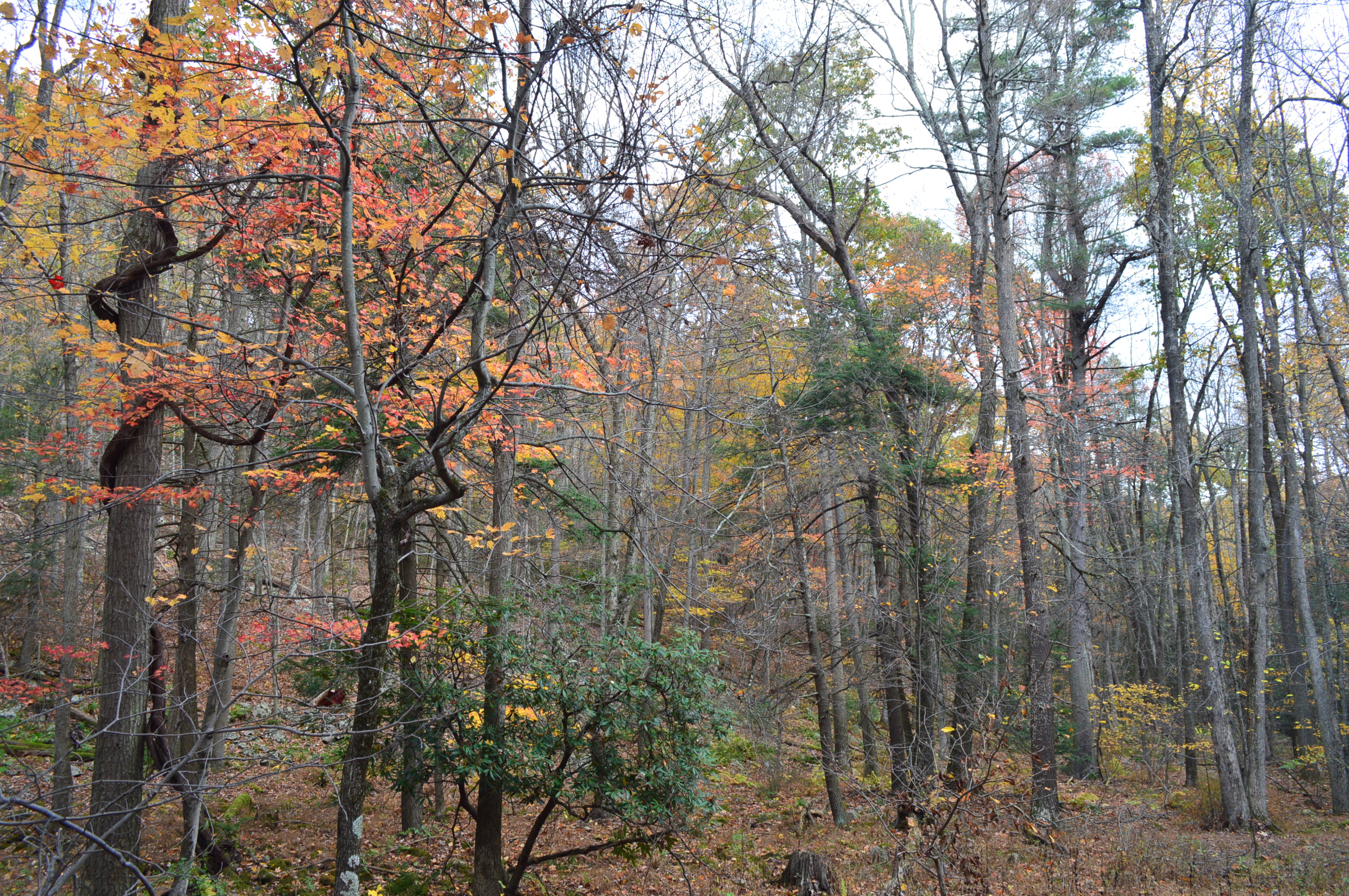 2017: Late autumn woods