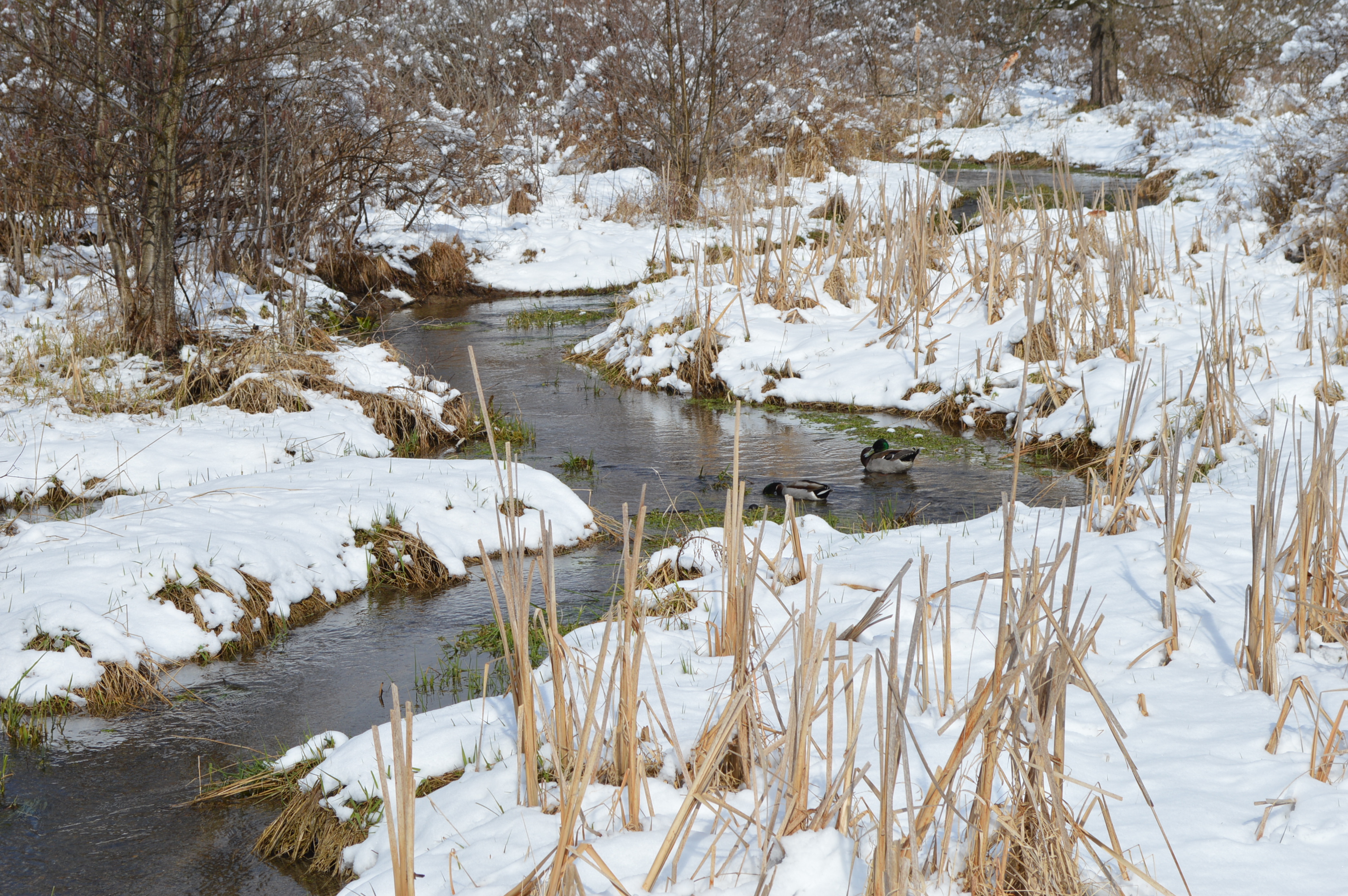 2018: Snowy stream with ducks