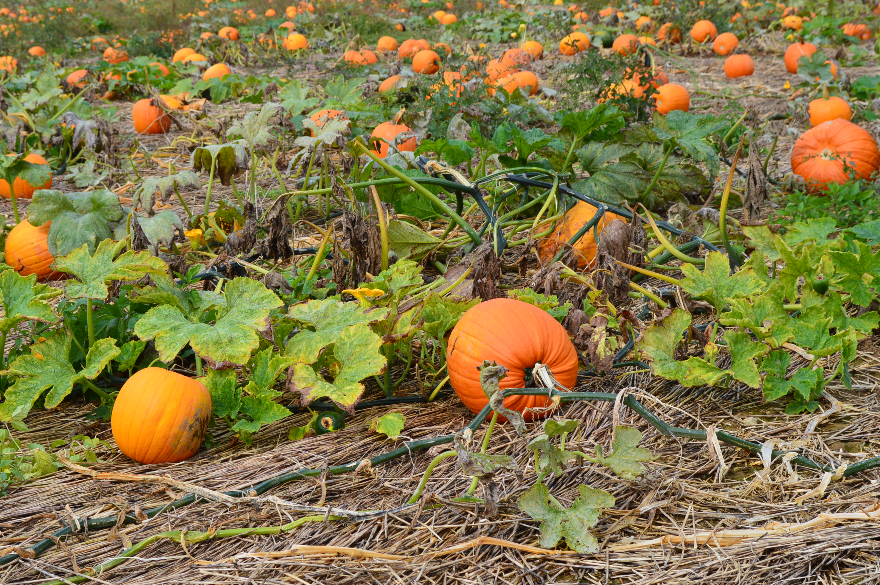 2018: Seiples pumpkin patch