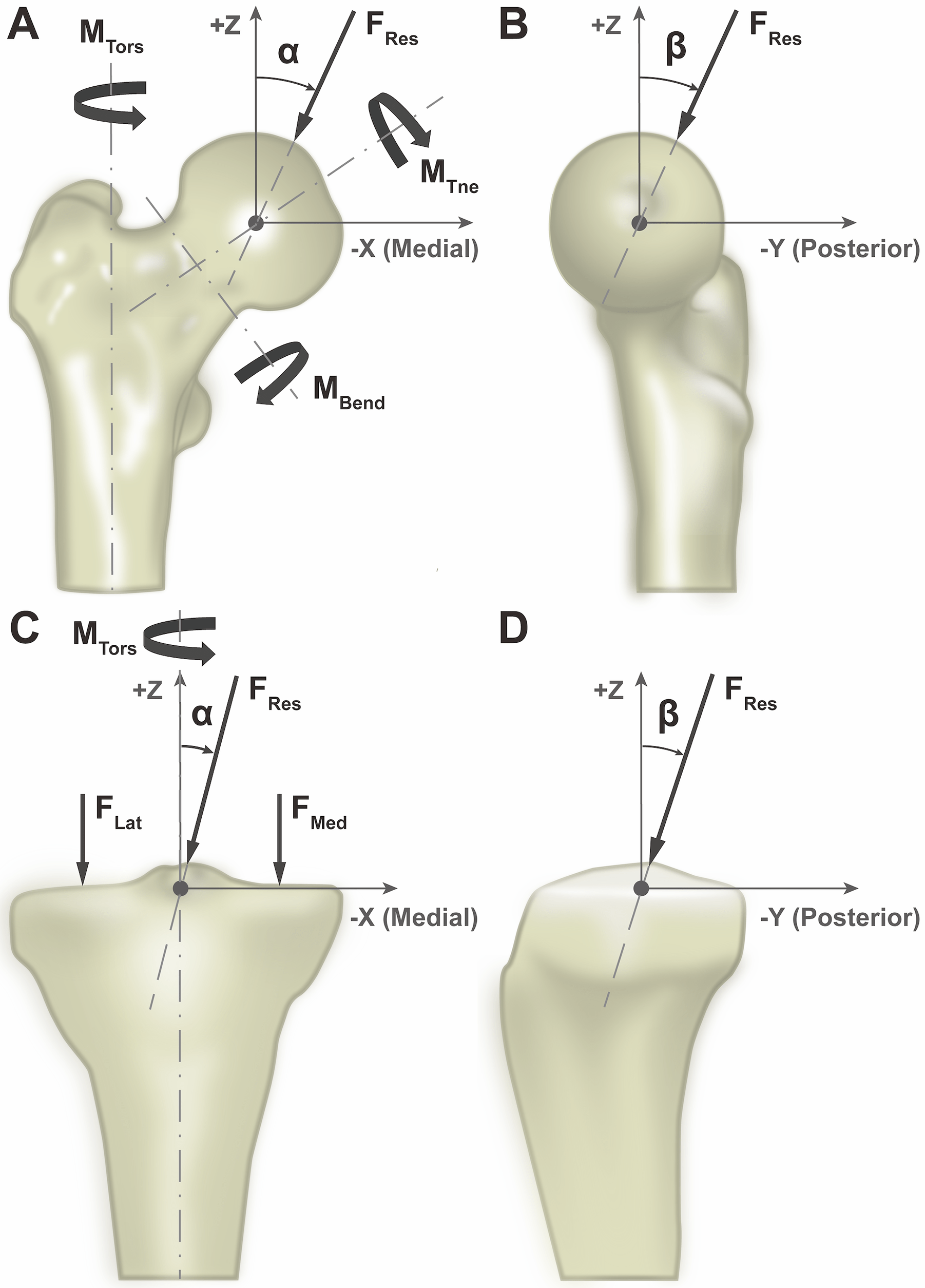 Illustrations depicting in vivo joint load measurement.