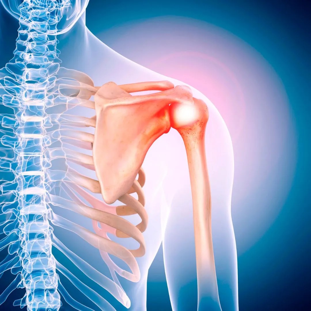 Graphic illustration of shoulder anatomy.