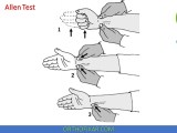 Allen Test Anatomy