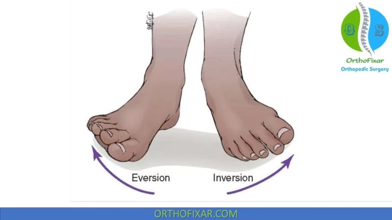 Ankle Inversion Eversion Foot B Reddy Org - High Quality Mobile Mountain Pictures | Free Download