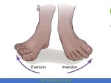 Ankle Range Of Motion