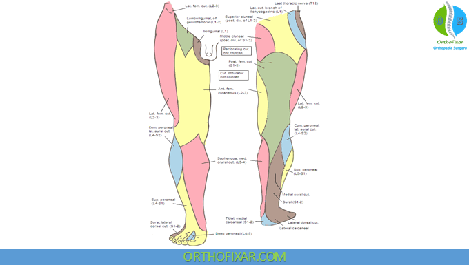 Lumbar dermatomes netter