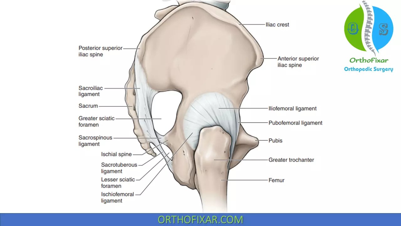 The hip is located … Hip Joint Anatomy Easy Explained Orthofixar 2022