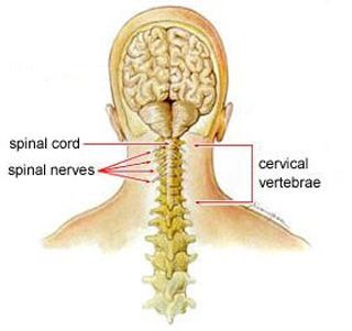 Anatomy Of Back Of Neck . Neck Pain Orthoinfo Aaos