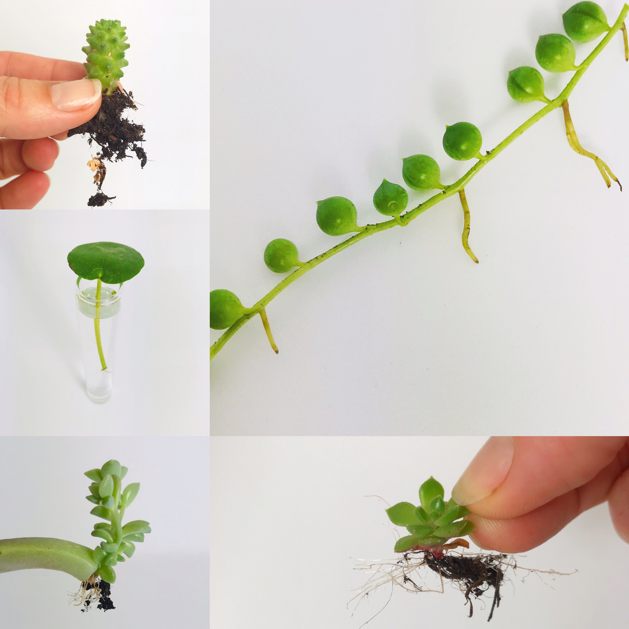 Hormone De Bouturage En Poudre Gamm Vert Tout savoir pour réussir les boutures – Osez Planter Ça Pousse