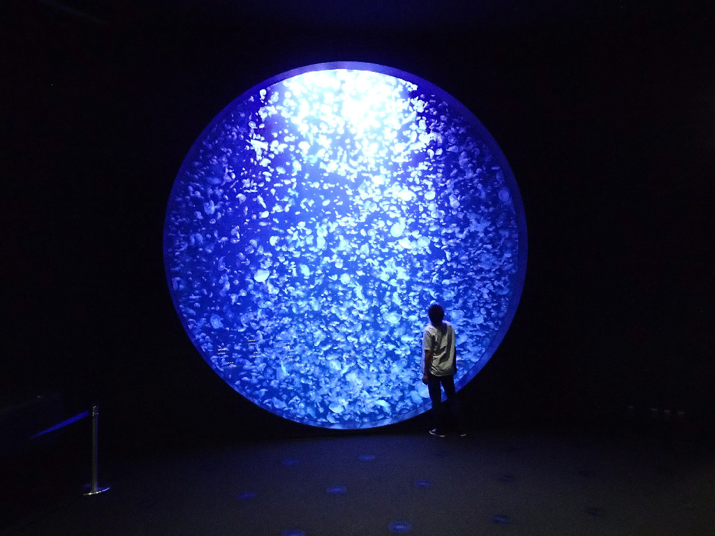 鶴岡市立加茂水族館｜おしはく情報館 ｜ おしごとはくぶつかん