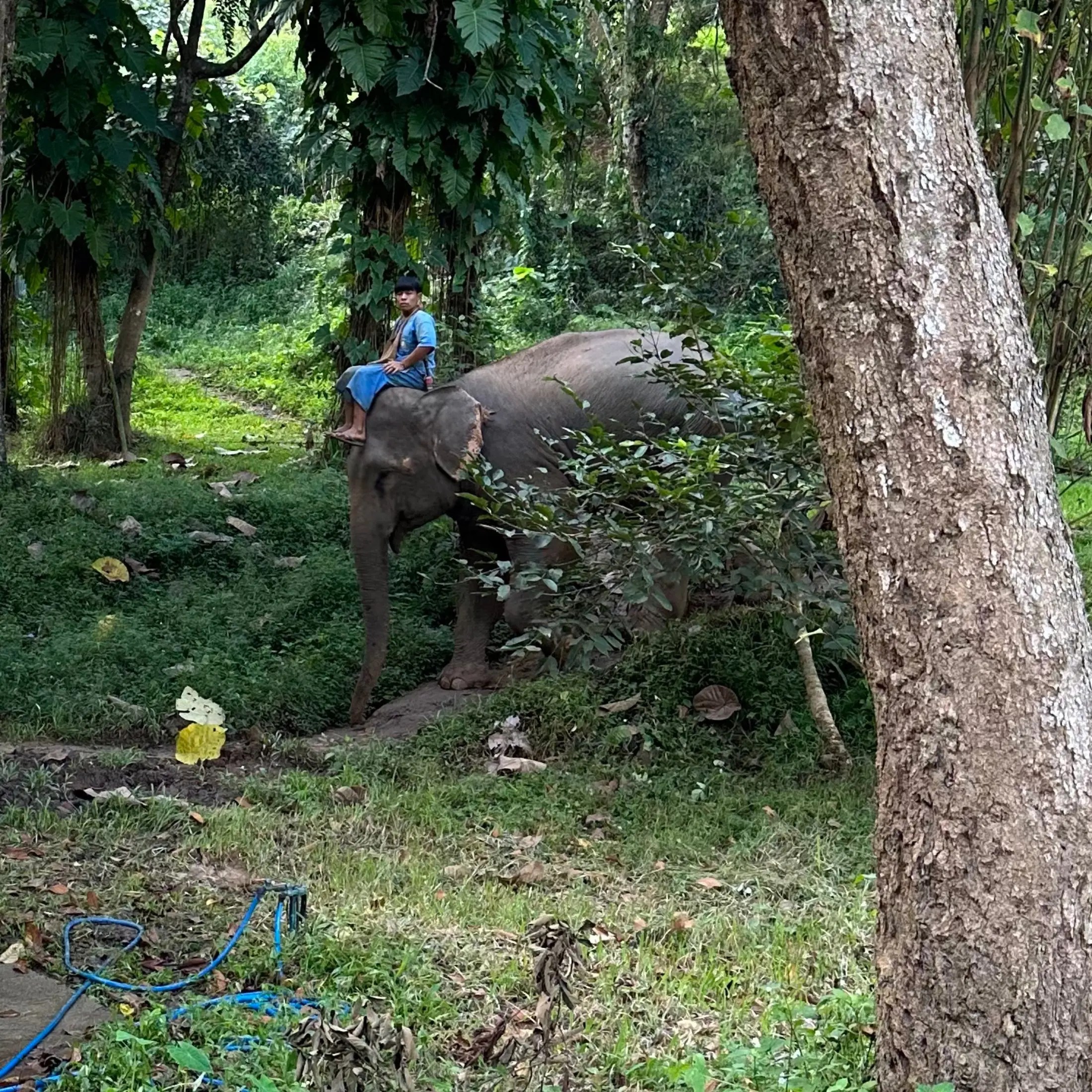 Coming in from the Elephant Camp Fields
