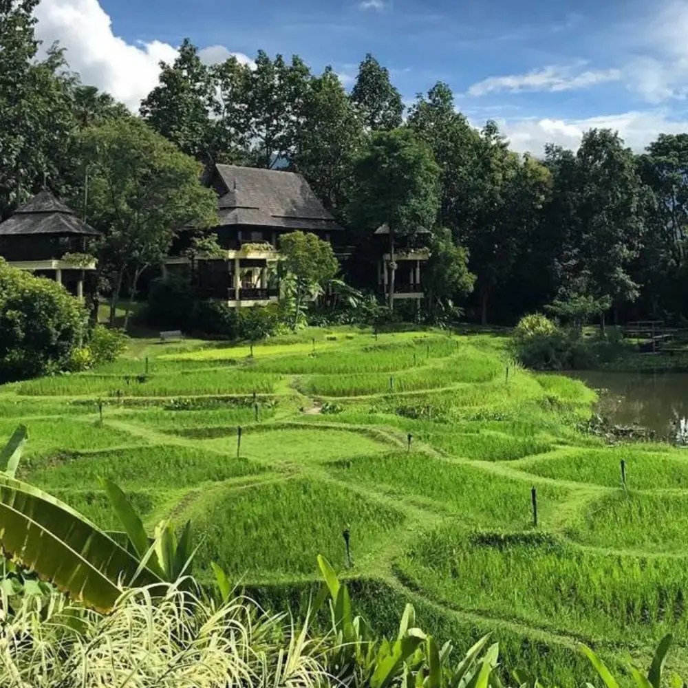 Bert's Rice Paddies