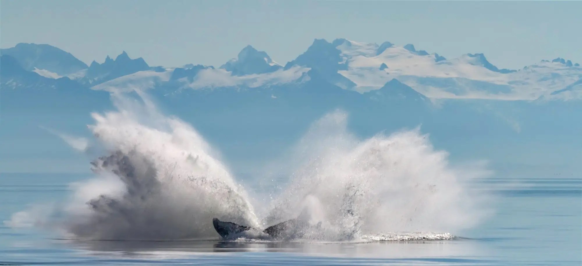 Humpback Splash