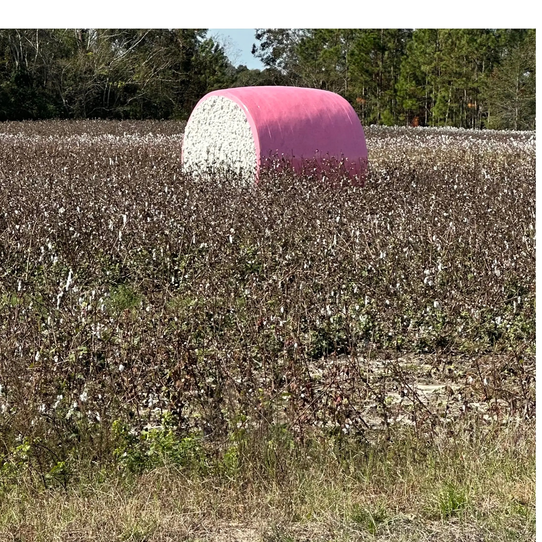The Last Bale of Cotton