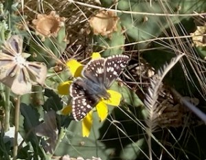 Checkered Skipper butterfly on chocolate flower plant