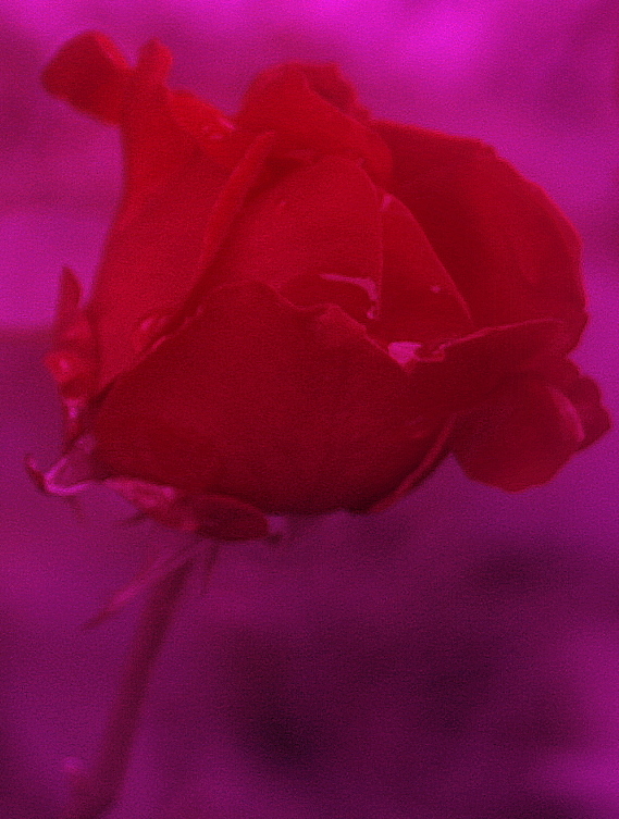 IMG_1663