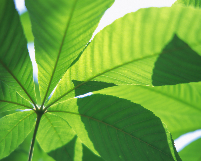 野口晴哉先生書 シリーズ・オステオパシー ｜ グリーンハウス