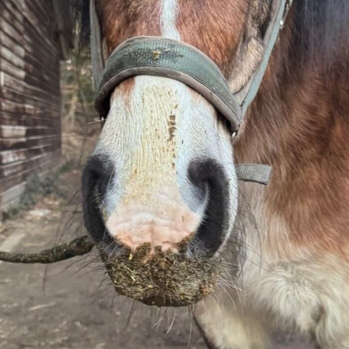 Pferd