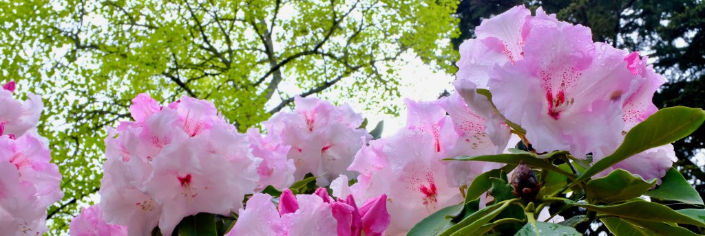 Rhododendron blossoms on OSU campus