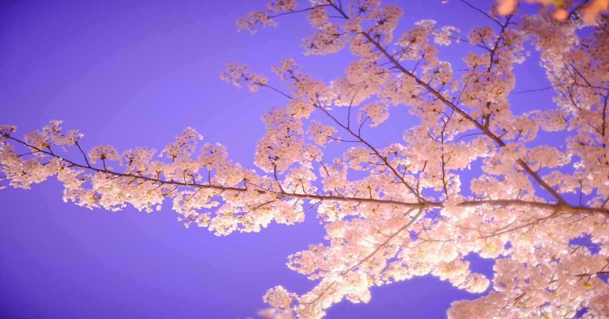 Pink cherry blossoms underneath a cloudless blue sky
