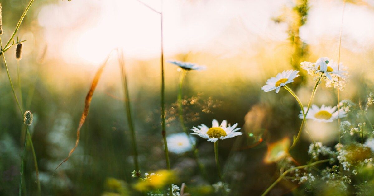 Close-up shot of oxeye daisies in the sun