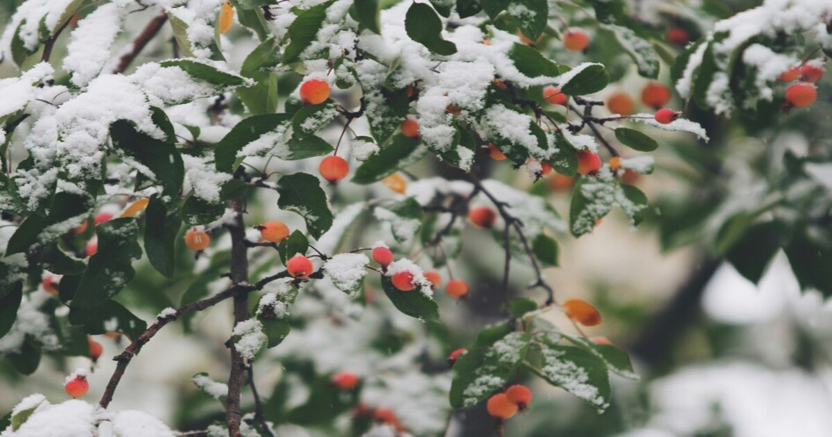 A bush with reddish orange berries covered in snow