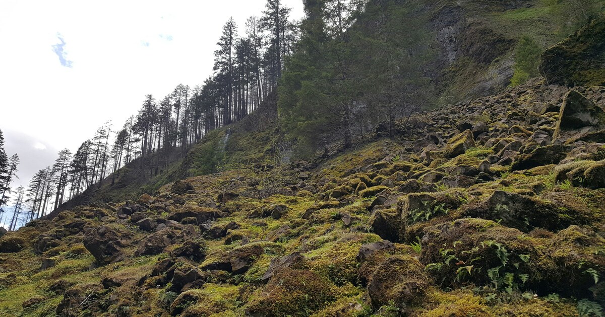 Green hillside with fir timberline in overcast weather