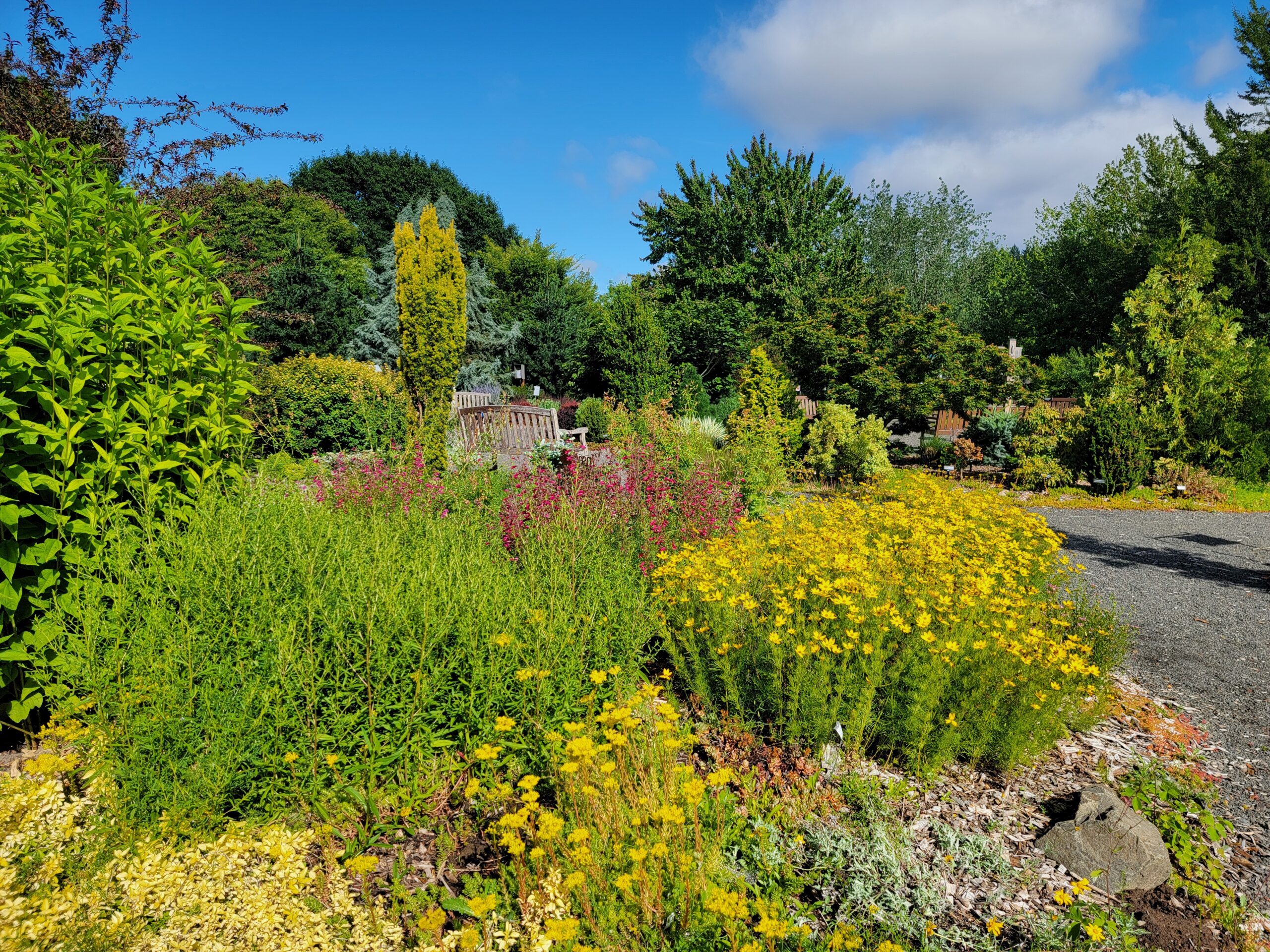 Garden with a mix of colorful plants and flowers, including large clusters of yellow blooms in the foreground, surrounded by shrubs and trees with a gravel path and wooden benches in the background under a partly cloudy sky.