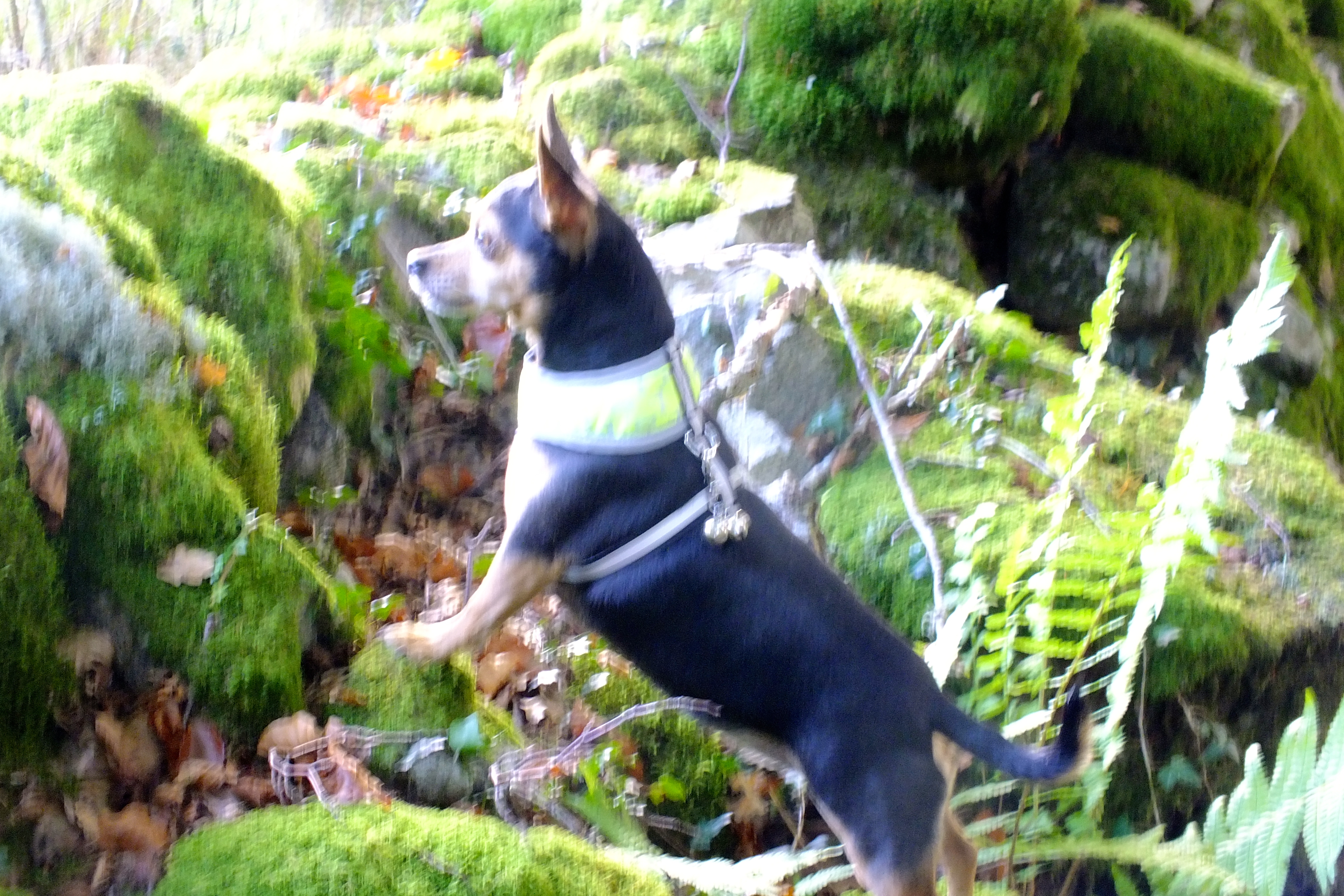 The Bean watches anxiously