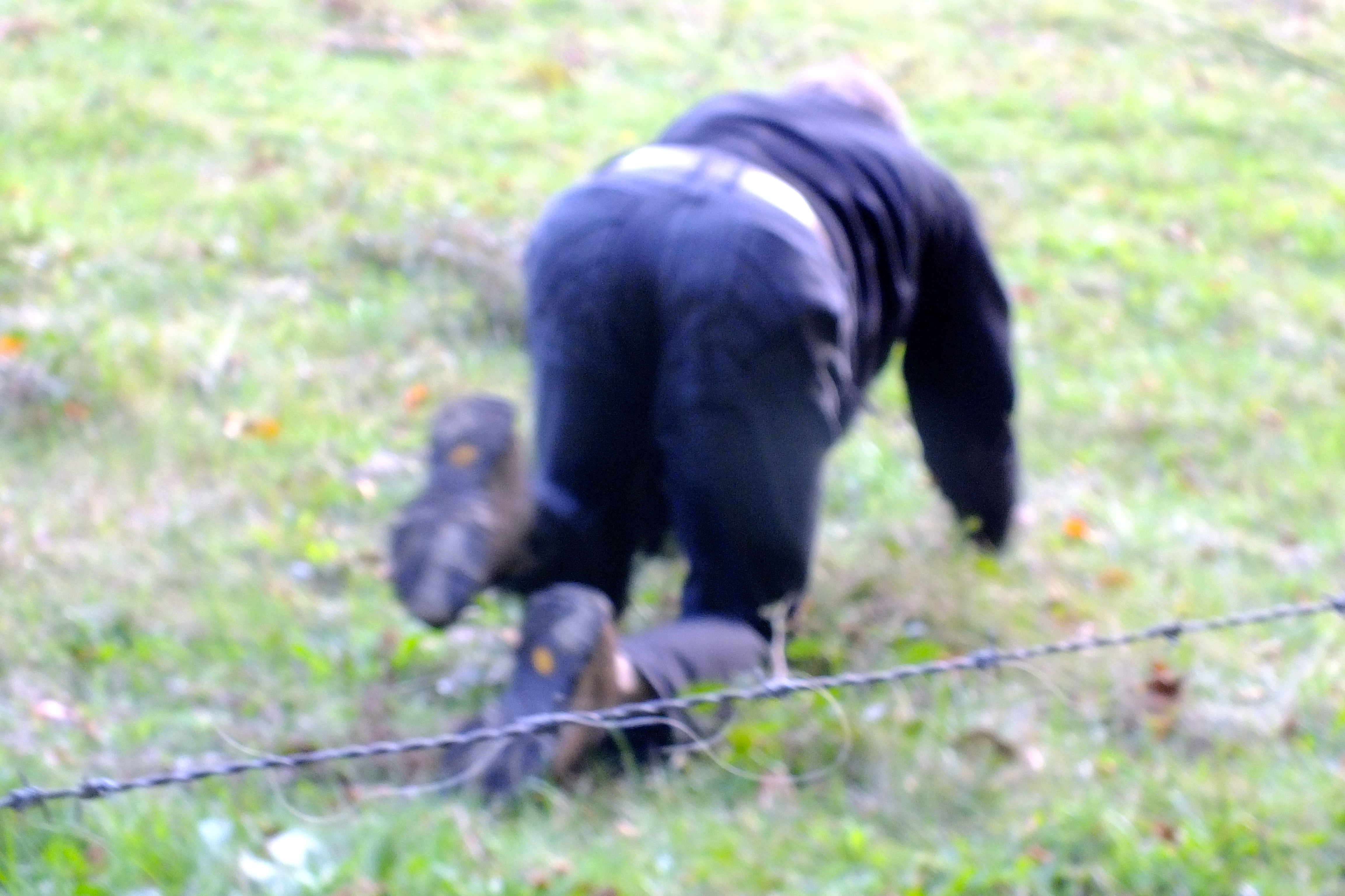 Commando style across the field