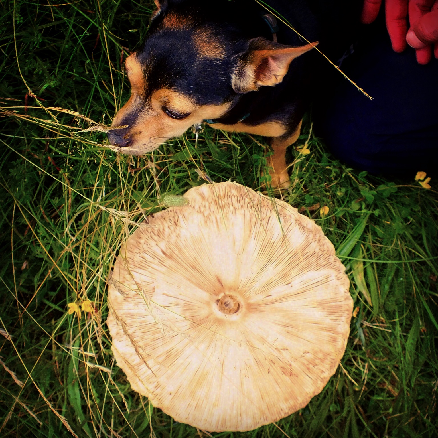 The Bean gives scale to the beast