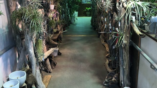 エアプランツをどこで買うか悩んでいるあなたへオススメしたい店等5選 おたまちゃんねる エアプランツをどこで買うか悩んでいるあなたへオススメしたい店等5選 おたまちゃんねる
